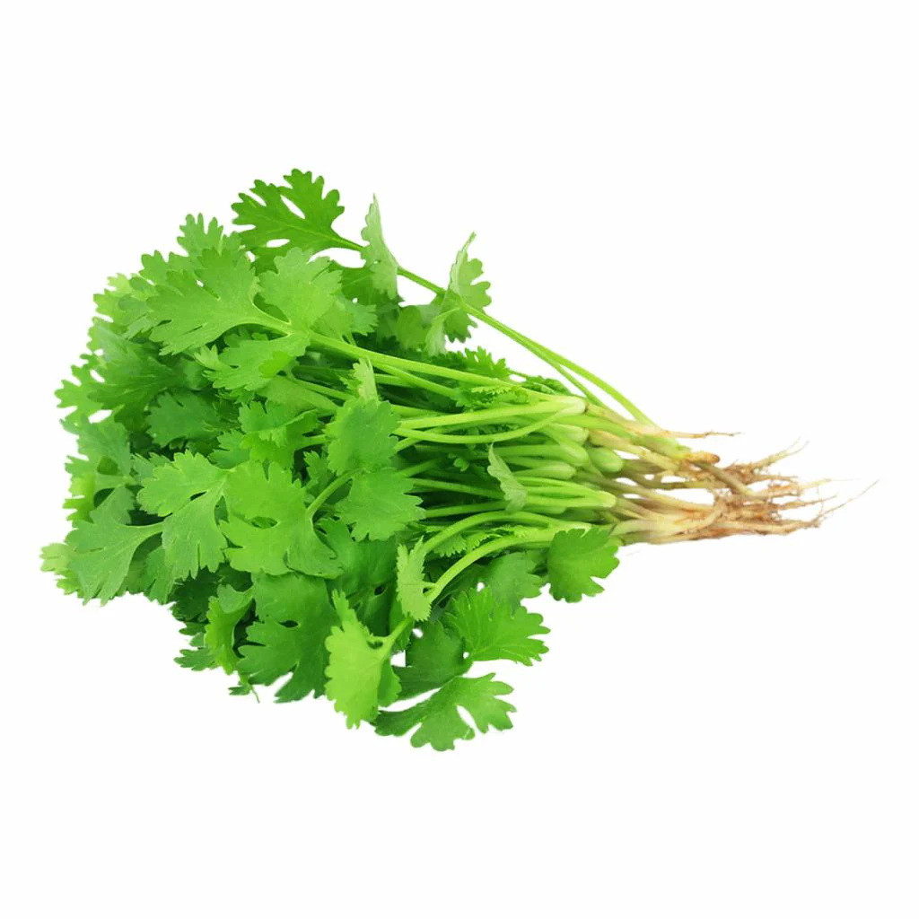 Coriander Bunch